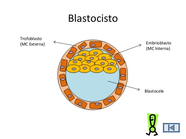 blastocisto definicion